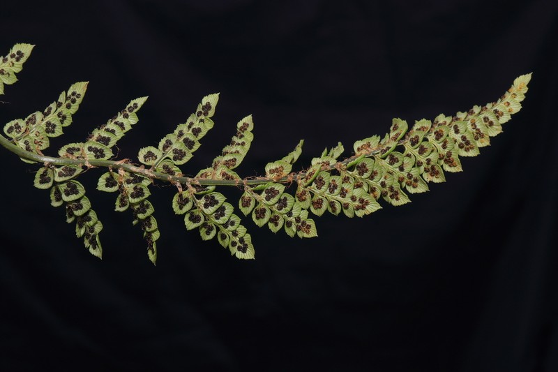 Polystichum pycnolepis