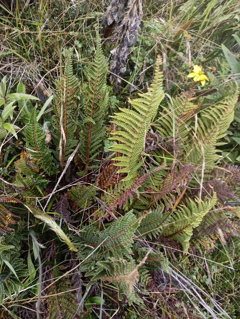 Polystichum pycnolepis photo 2