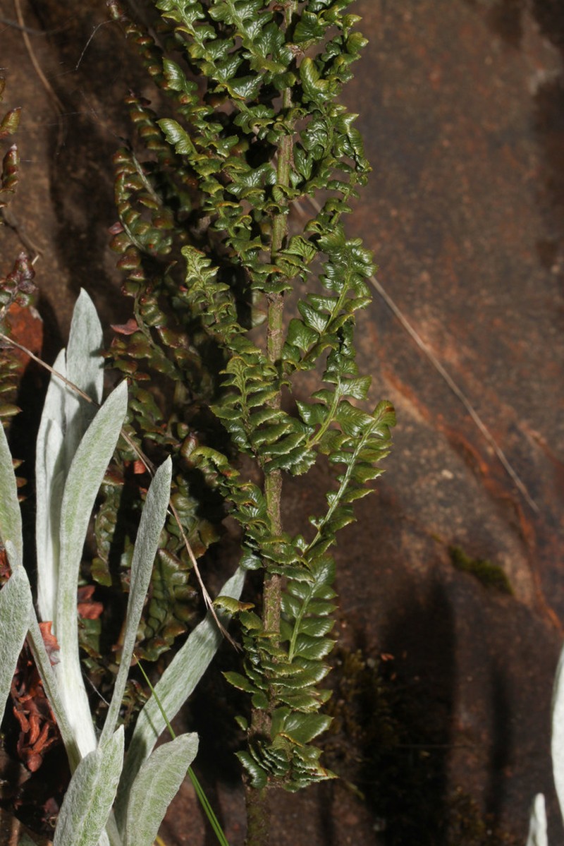 Polystichum pycnolepis photo 3