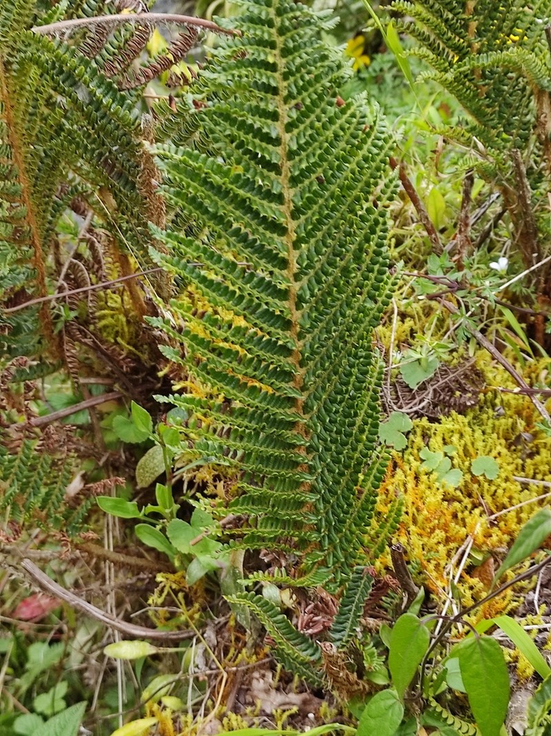 Polystichum pycnolepis photo 4
