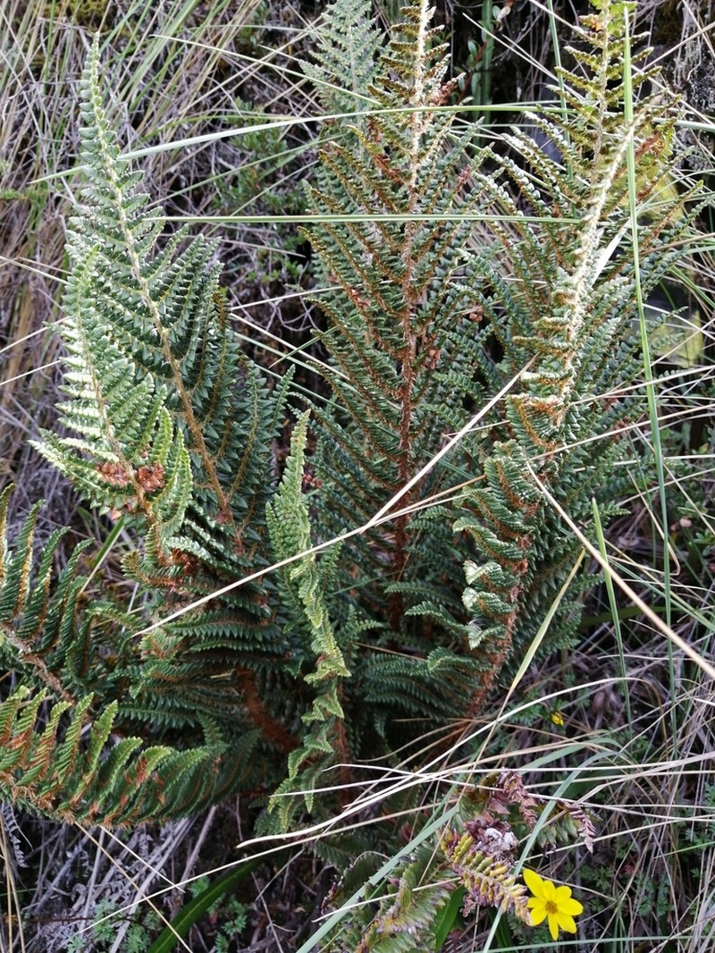 Polystichum pycnolepis photo 5
