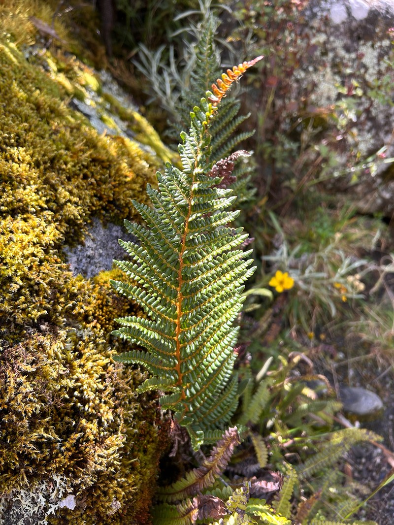 Polystichum pycnolepis photo 6