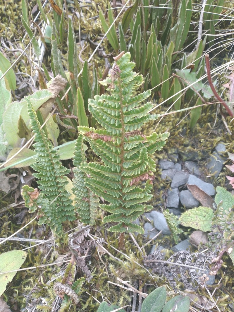 Polystichum pycnolepis photo 7