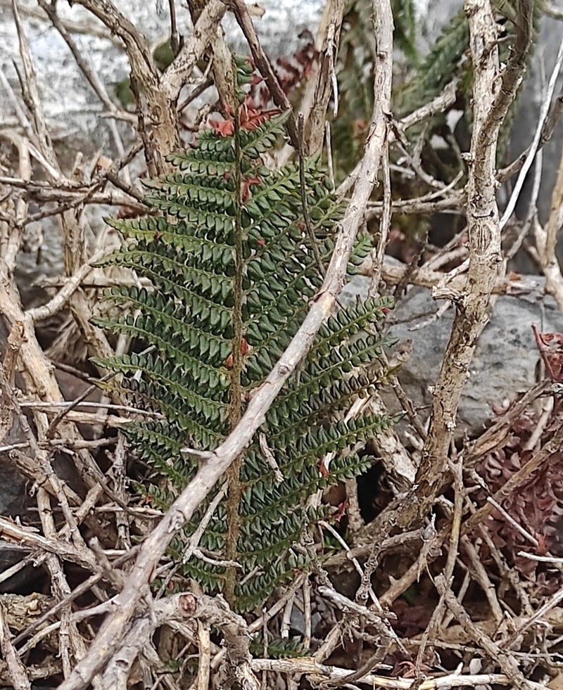 Polystichum pycnolepis photo 8