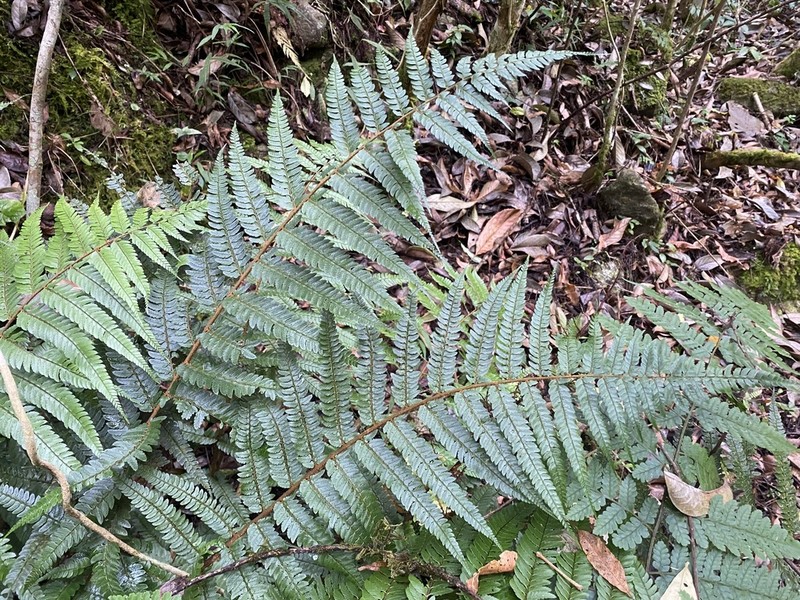Polystichum pycnopterum