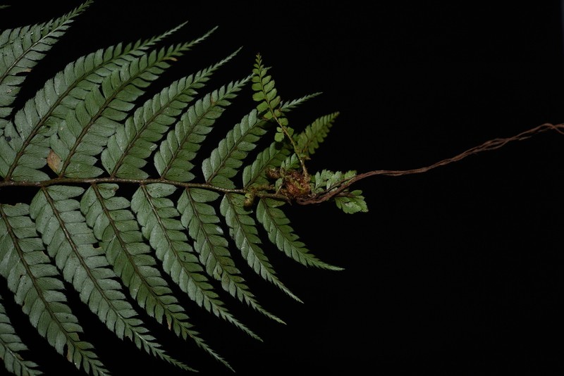 Polystichum pycnopterum photo 2