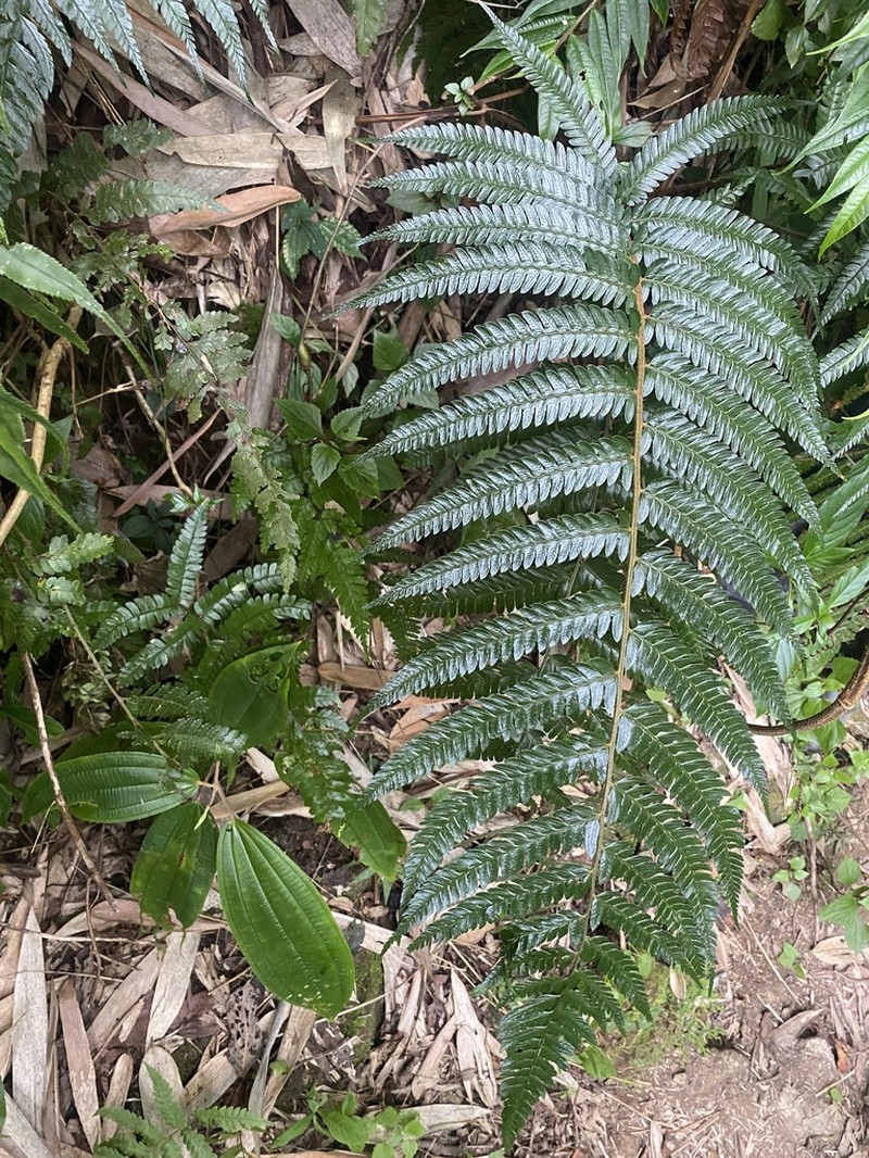 Polystichum pycnopterum photo 3
