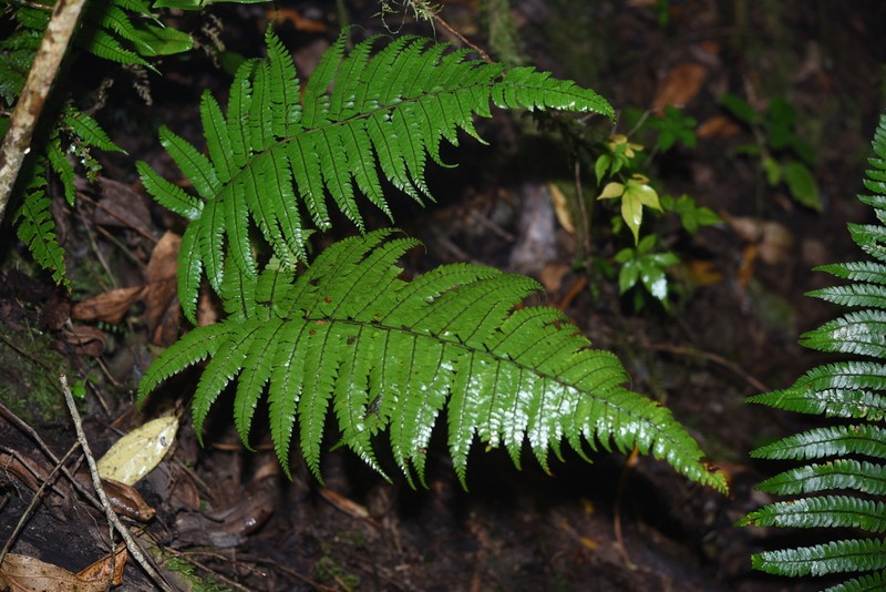 Polystichum pycnopterum photo 4
