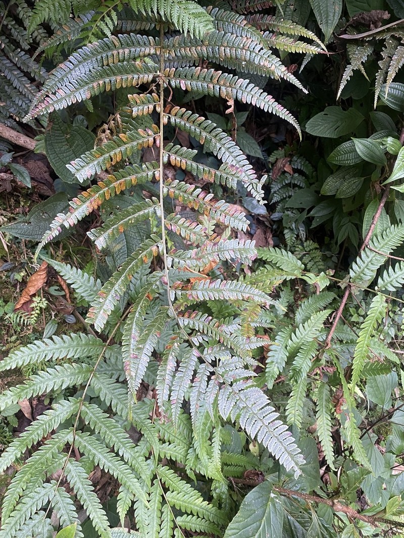 Polystichum pycnopterum photo 5