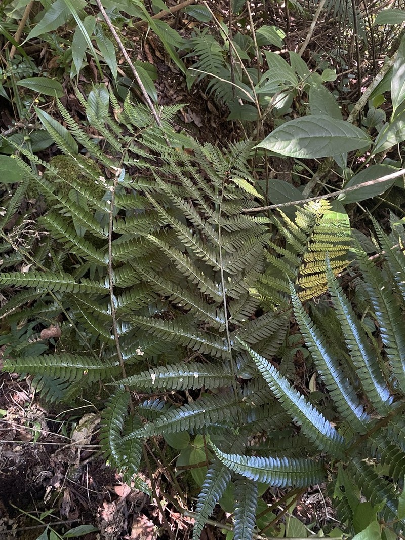 Polystichum pycnopterum photo 6