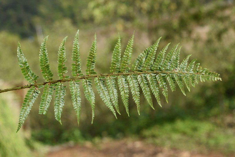 Polystichum pycnopterum photo 7