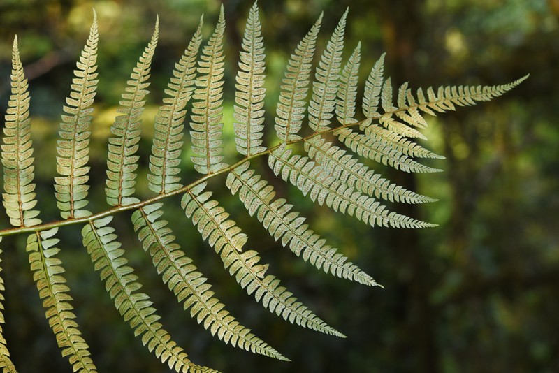 Polystichum pycnopterum photo 8