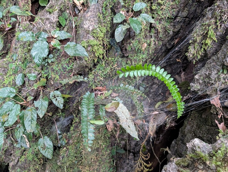 Polystichum quangbinhense