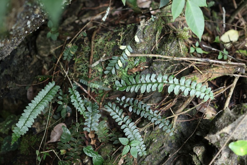 Polystichum quangbinhense photo 2