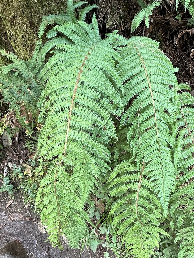 Polystichum rachichlaena
