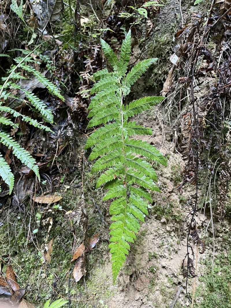 Polystichum rachichlaena photo 2