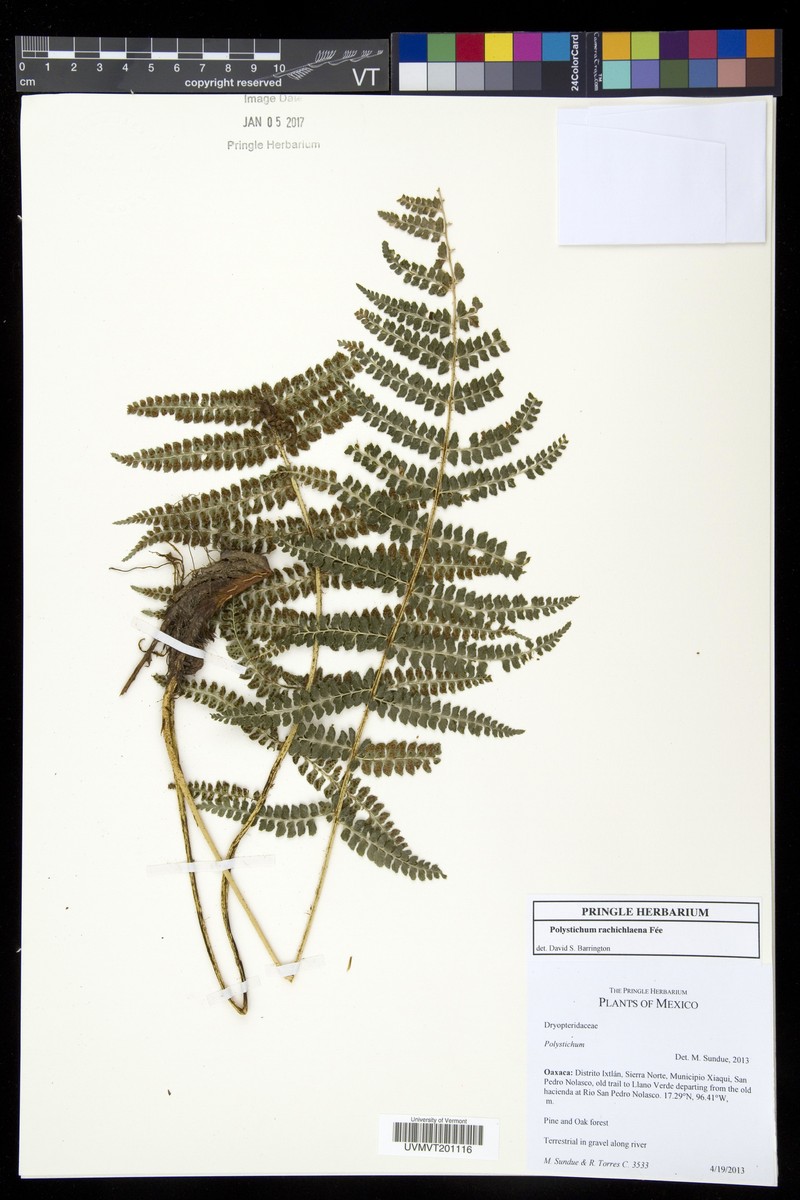 Polystichum rachichlaena photo 5