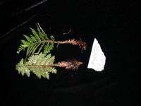 Polystichum rapense