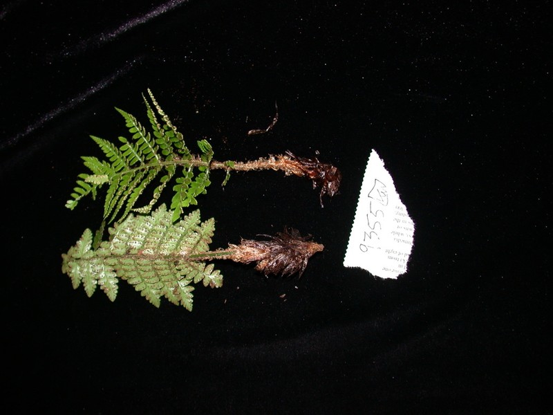 Polystichum rapense