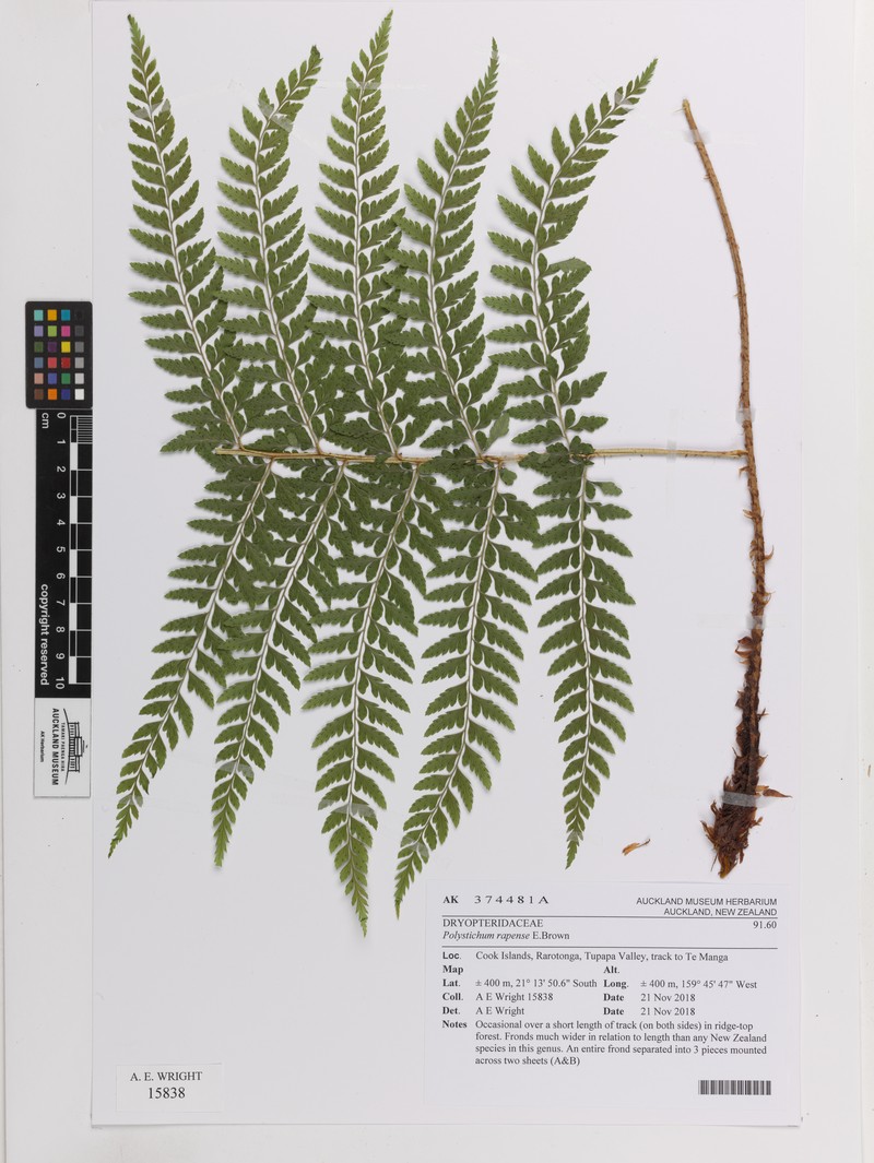 Polystichum rapense photo 2