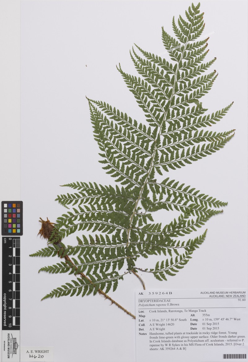 Polystichum rapense photo 3