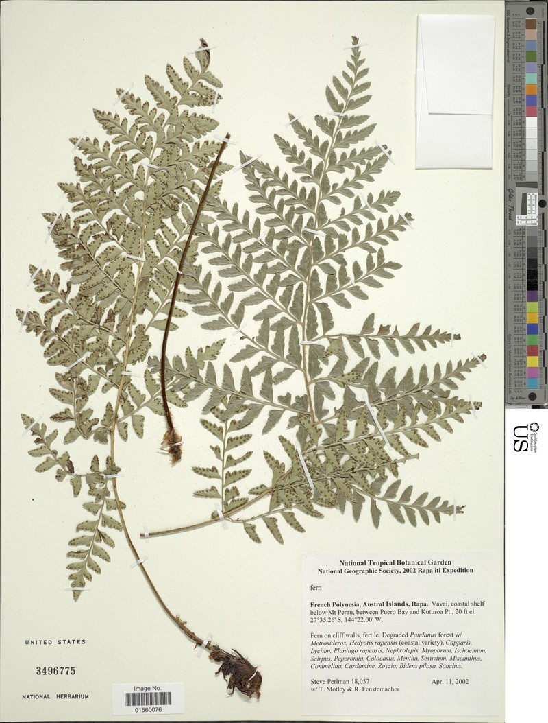 Polystichum rapense photo 4