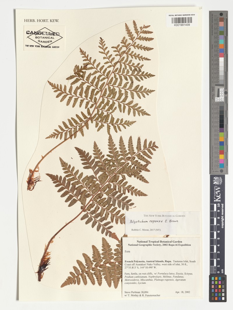 Polystichum rapense photo 5
