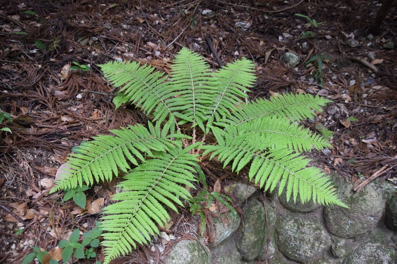 Polystichum retrosopaleaceum