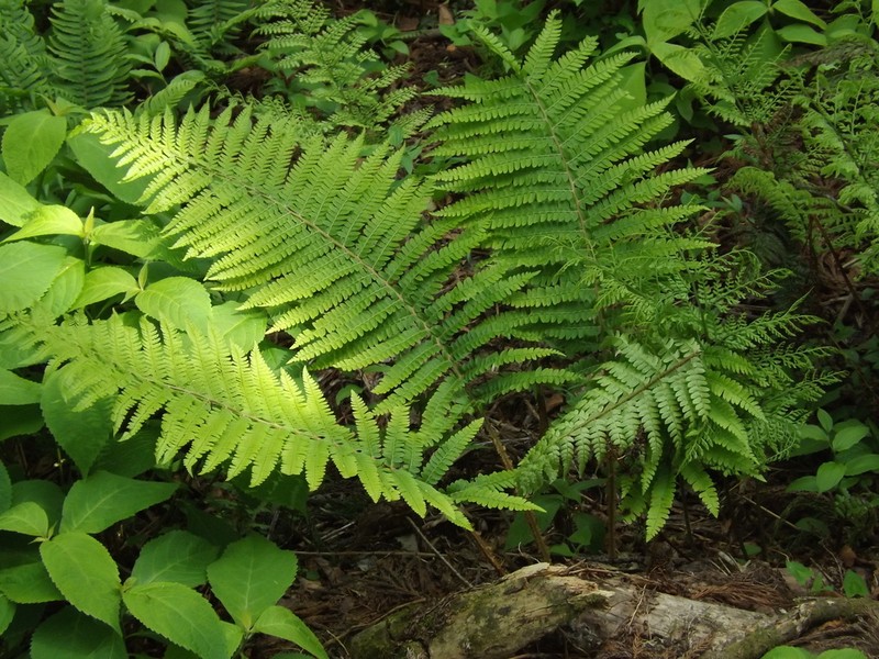 Polystichum retrosopaleaceum photo 2
