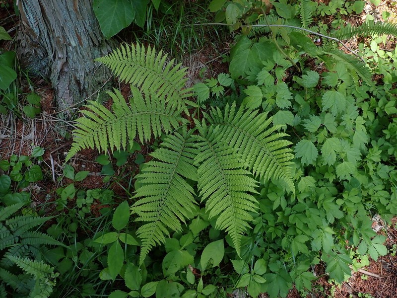 Polystichum retrosopaleaceum photo 3