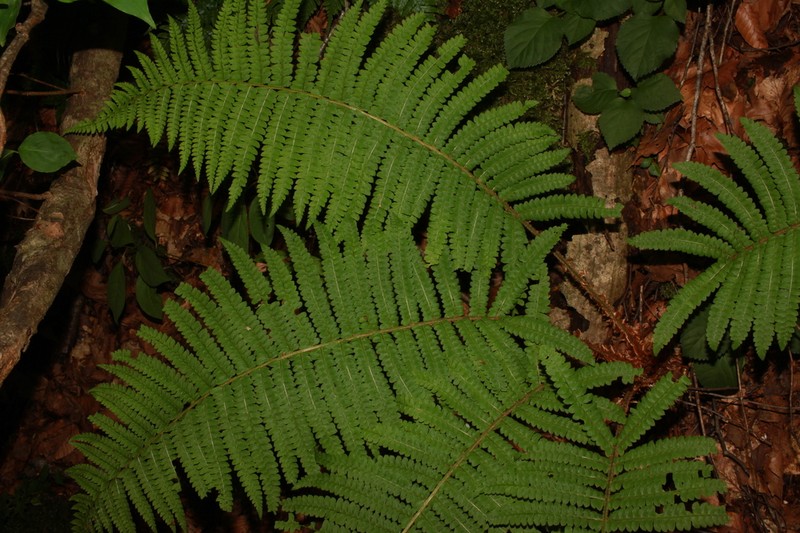 Polystichum retrosopaleaceum photo 4