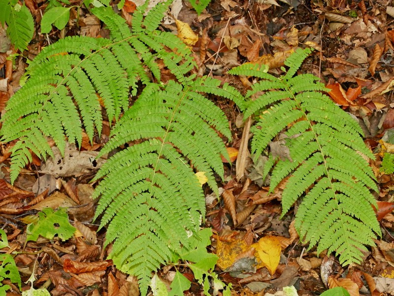 Polystichum retrosopaleaceum photo 5