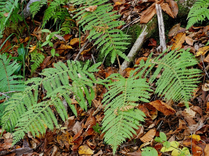 Polystichum retrosopaleaceum photo 6