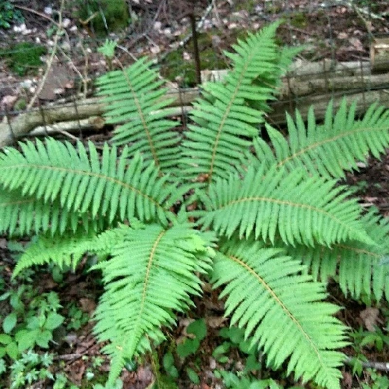 Polystichum retrosopaleaceum photo 7