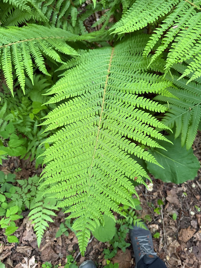 Polystichum retrosopaleaceum photo 8