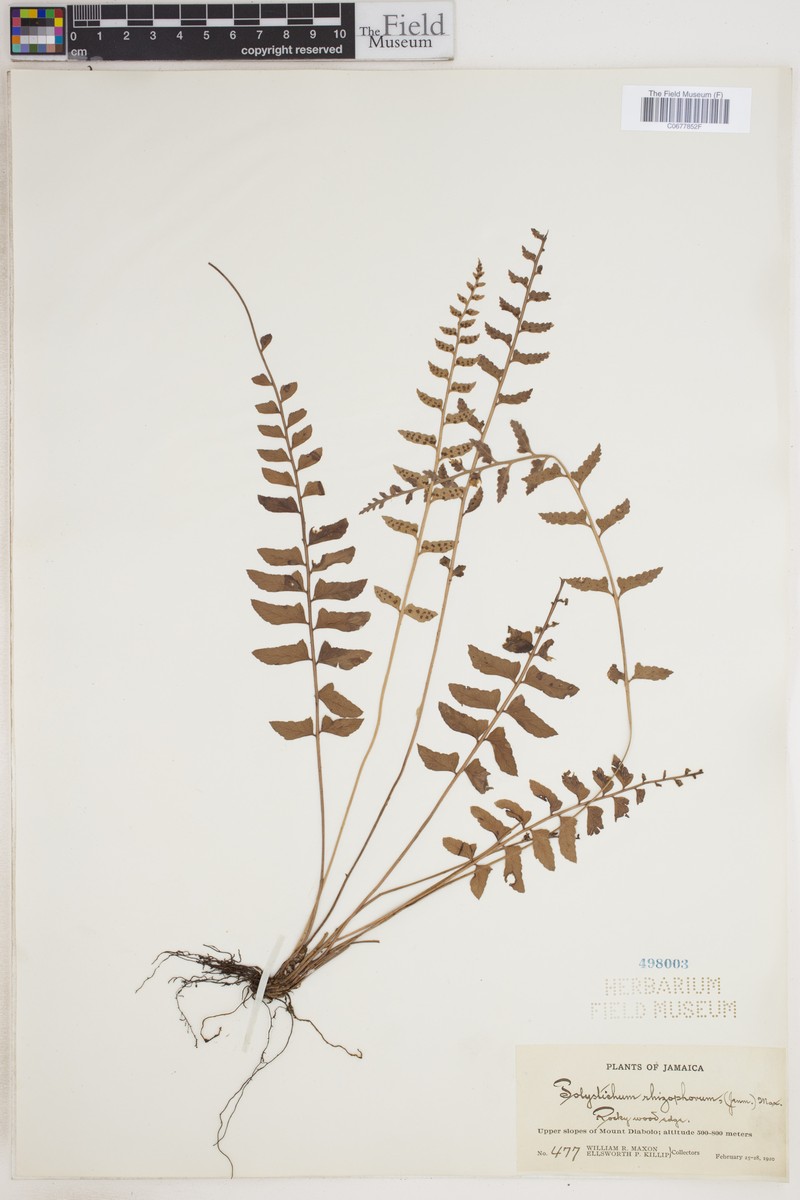 Polystichum rhizophorum