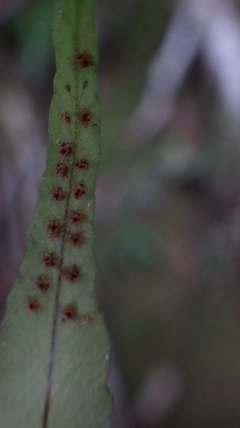 Tailed Hollyfern