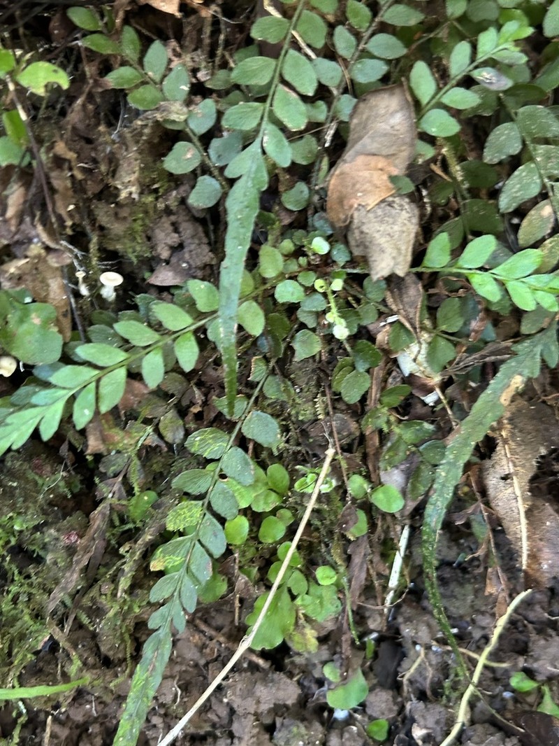 Tailed Hollyfern photo 2