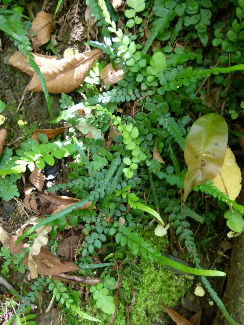 Tailed Hollyfern photo 3