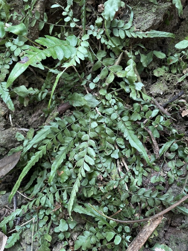 Tailed Hollyfern photo 4