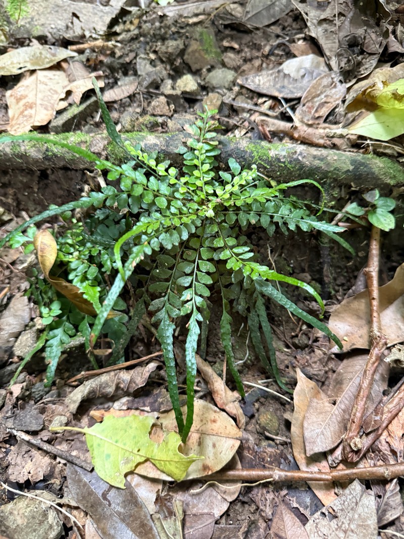 Tailed Hollyfern photo 5
