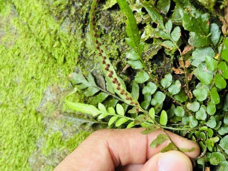 Tailed Hollyfern photo 6