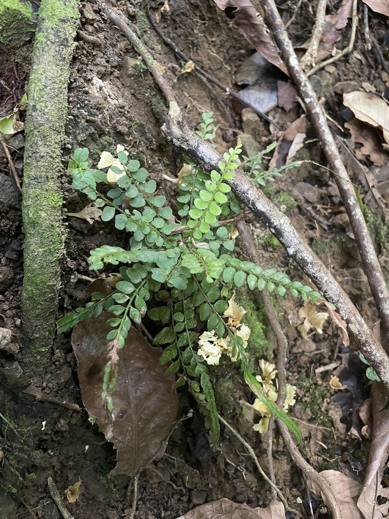 Tailed Hollyfern photo 7
