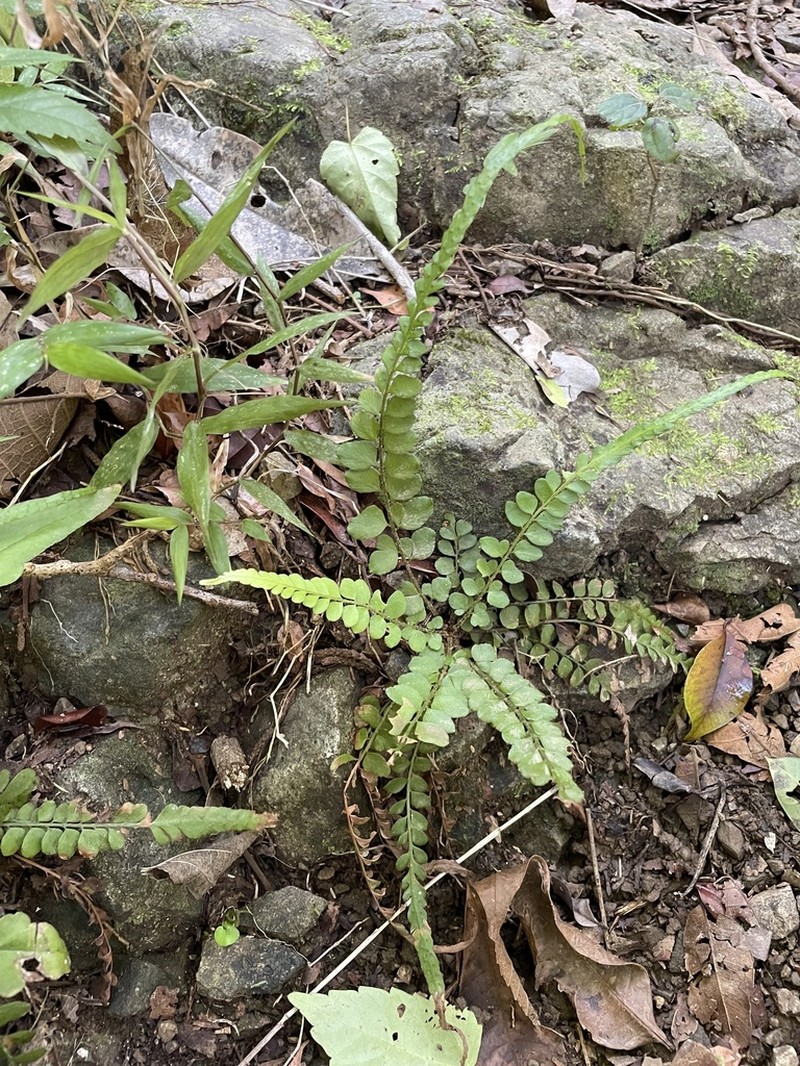Tailed Hollyfern photo 8