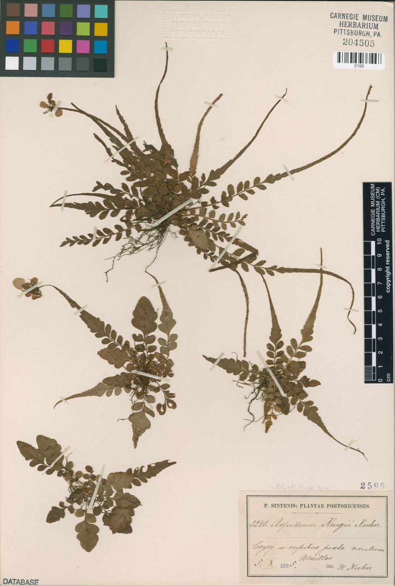 Polystichum rhizophyllum subsp. rhizophyllum