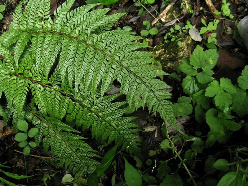 Polystichum rigens photo 2