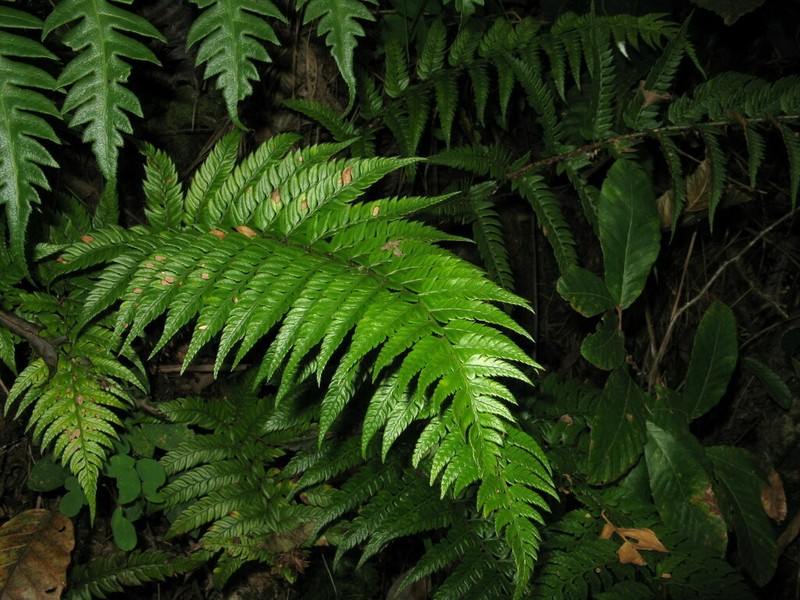 Polystichum rigens photo 3