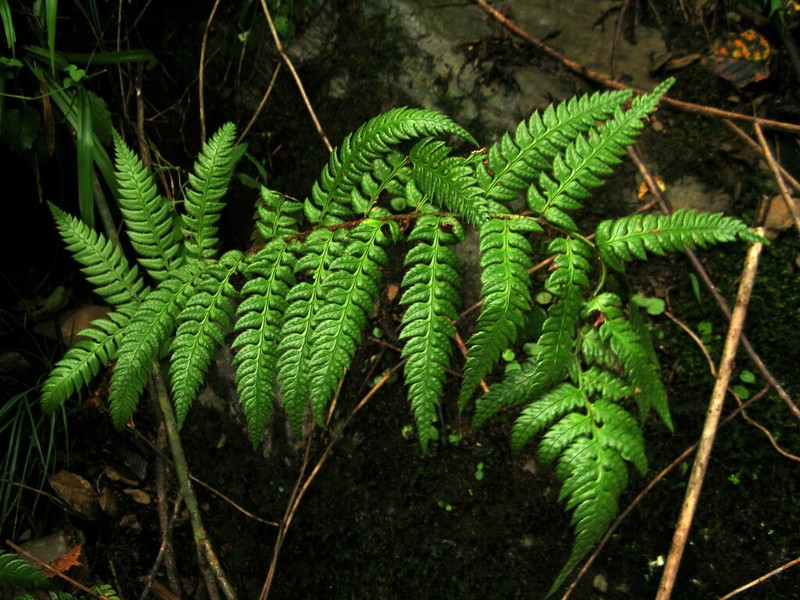 Polystichum rigens photo 4