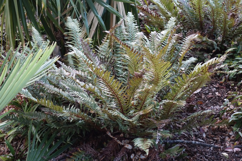 Polystichum rigens