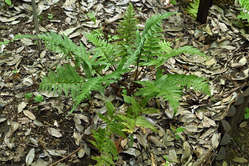 Polystichum rigens photo 5